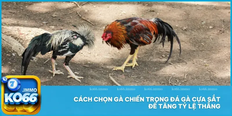 Đá Gà Cựa Sắt Thomo - Đỉnh Cao Máu Lửa, Hồi Hộp Từng Giây! 2 Cách chọn gà chiến trong đá gà cựa sắt để tăng tỷ lệ thắng