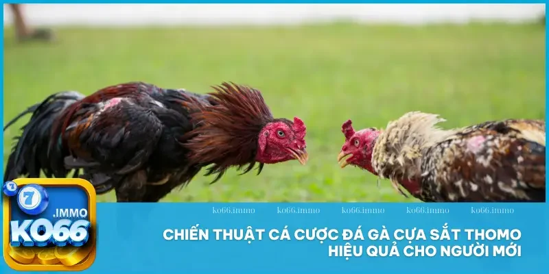 Đá Gà Cựa Sắt Thomo - Đỉnh Cao Máu Lửa, Hồi Hộp Từng Giây! 3 Chiến thuật cá cược đá gà cựa sắt Thomo hiệu quả cho người mới