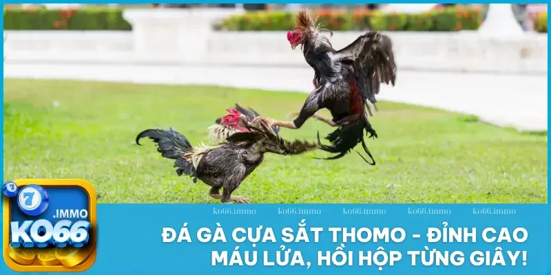 đá gà cựa sắt Thomo