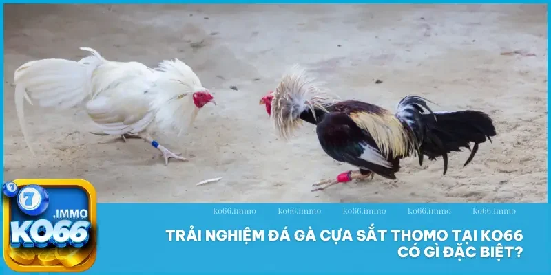 Đá Gà Cựa Sắt Thomo - Đỉnh Cao Máu Lửa, Hồi Hộp Từng Giây! 4 Trải nghiệm đá gà cựa sắt Thomo tại KO66 có gì đặc biệt?