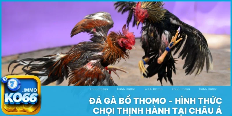 Đá gà bồ Thomo