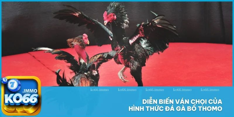 Đá gà bồ Thomo - Hình thức chọi thịnh hành tại Châu Á 3 Diễn biến ván chọi của hình thức đá gà bồ Thomo