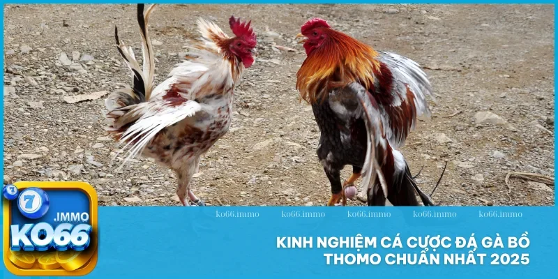 Đá gà bồ Thomo - Hình thức chọi thịnh hành tại Châu Á 5 Kinh nghiệm cá cược đá gà bồ Thomo chuẩn nhất 2025