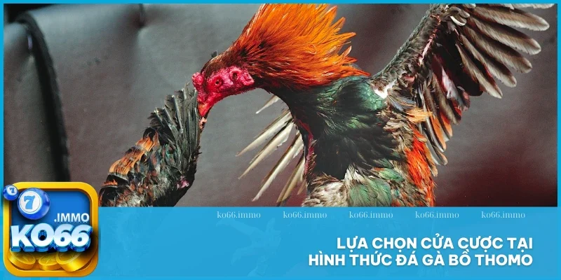 Đá gà bồ Thomo - Hình thức chọi thịnh hành tại Châu Á 4 Lựa chọn cửa cược tại hình thức đá gà bồ Thomo