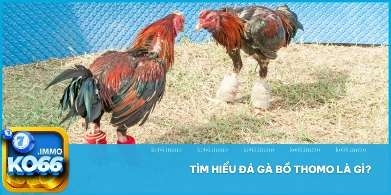 Đá gà bồ Thomo - Hình thức chọi thịnh hành tại Châu Á 2 Tìm hiểu đá gà bồ Thomo là gì?